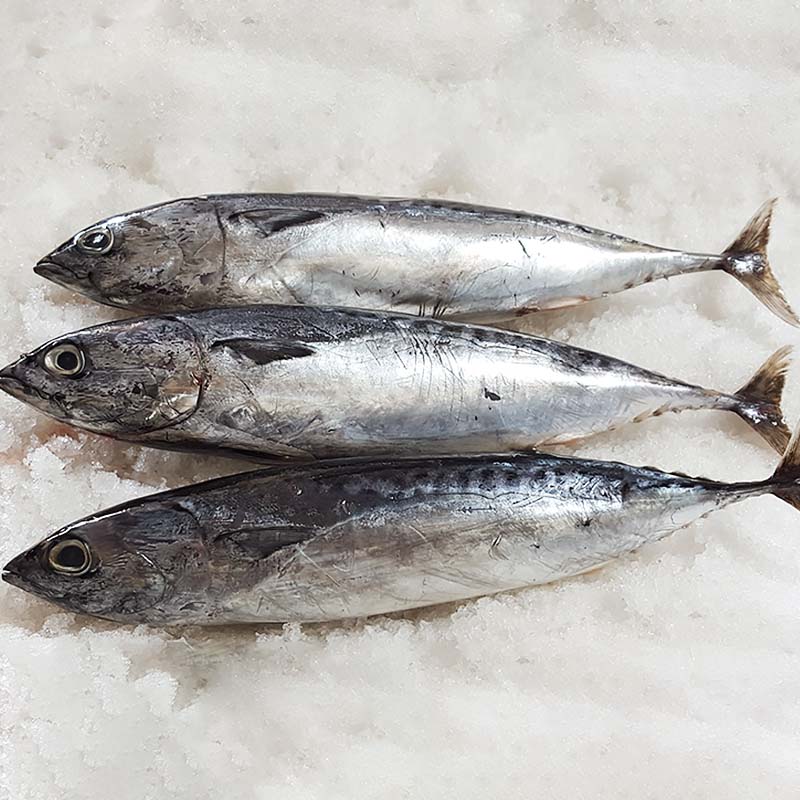 frozen Bonito whole round