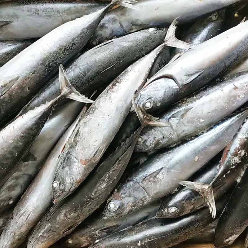 LongSheng High-quality bonito fish price for market-1