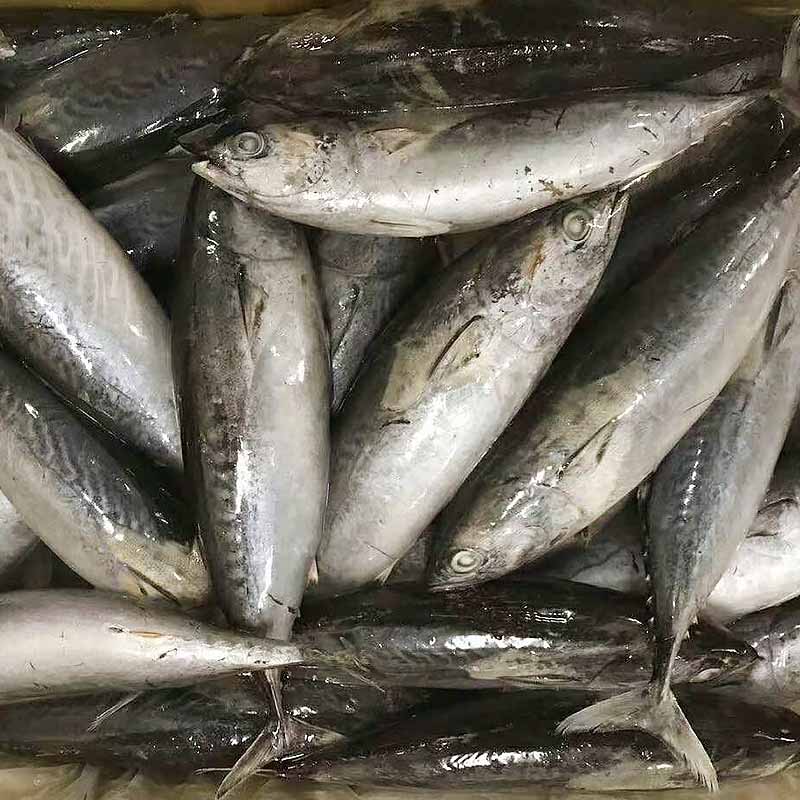 Best frozen bonito fish sale whole Suppliers for family-2