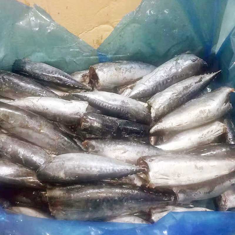 LongSheng fish frozen bonito whole round manufacturers for supermarket-2