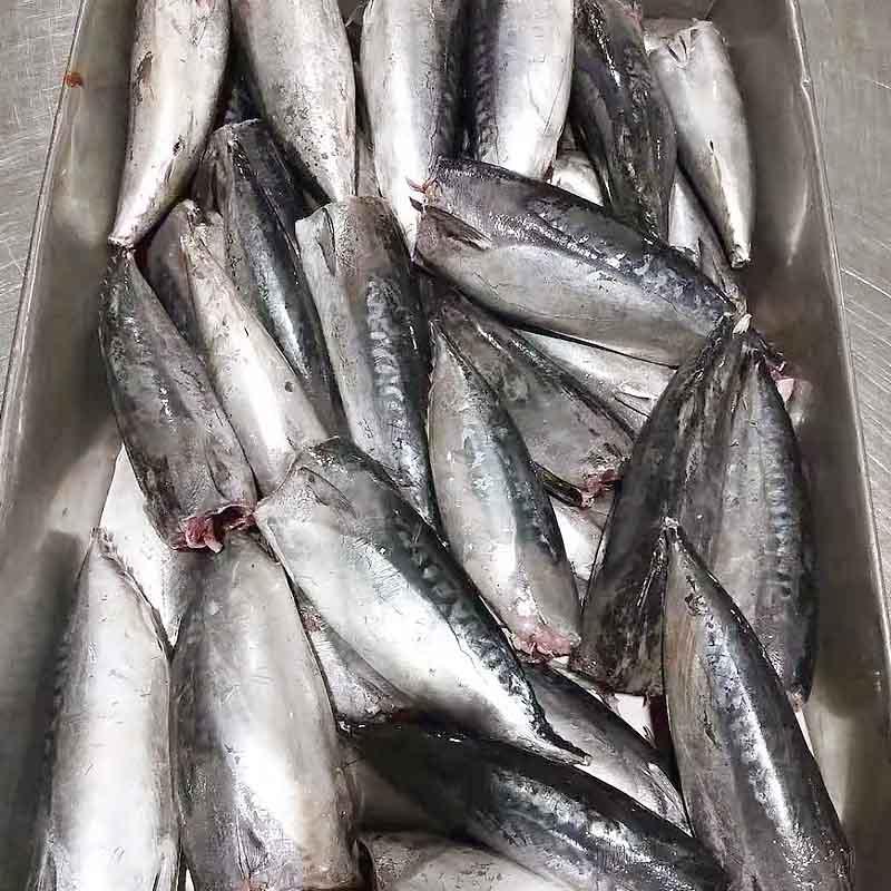 frozen Bonito fish HGT