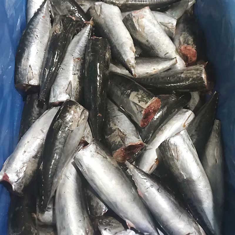 application-frozen bonito fish price bonito for business for market-LongSheng-img