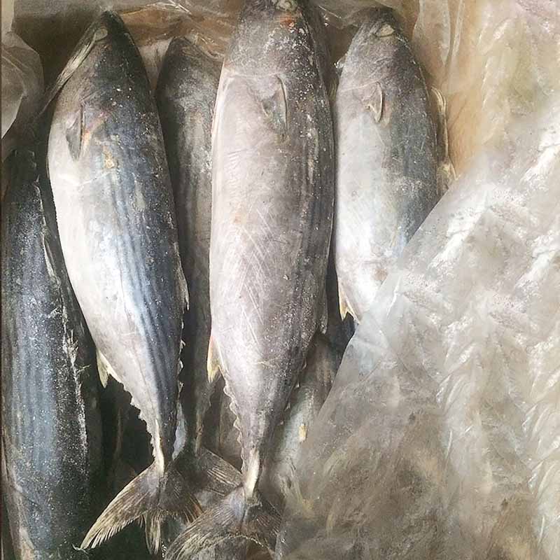 news-LongSheng-clean frozen whole tuna fish factory for dinner LongSheng-img