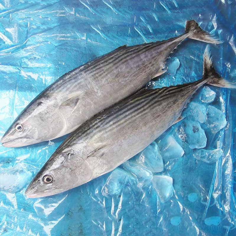 wholesale frozen Bonito tuna fish( Sarda Orientalis)