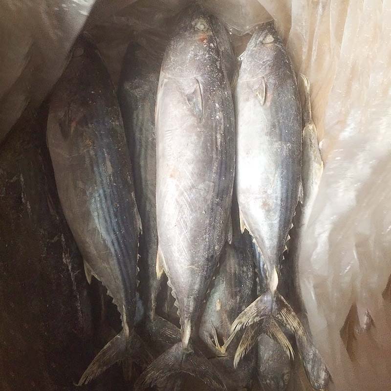 LongSheng clean frozen tuna fish price Supply for family-1