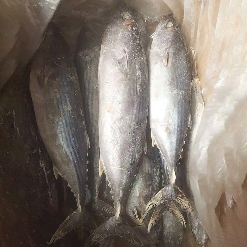 wholesale frozen Bonito tuna fish( Sarda Orientalis)