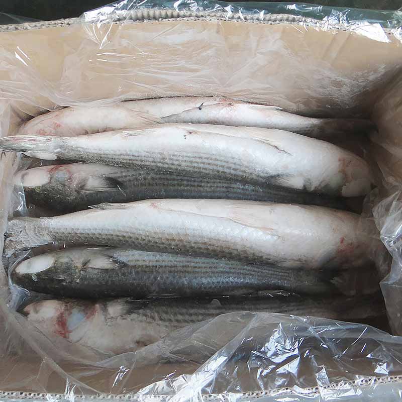 LongSheng gutted frozen grey mullet fish manufacturers for restaurant-1