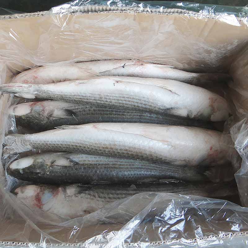 LongSheng Wholesale frozen fish supplier factory for market-1