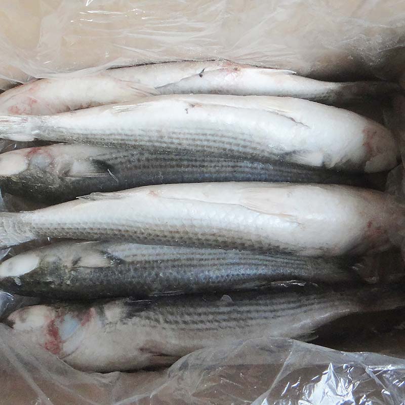 frozen Grey mullet gutted