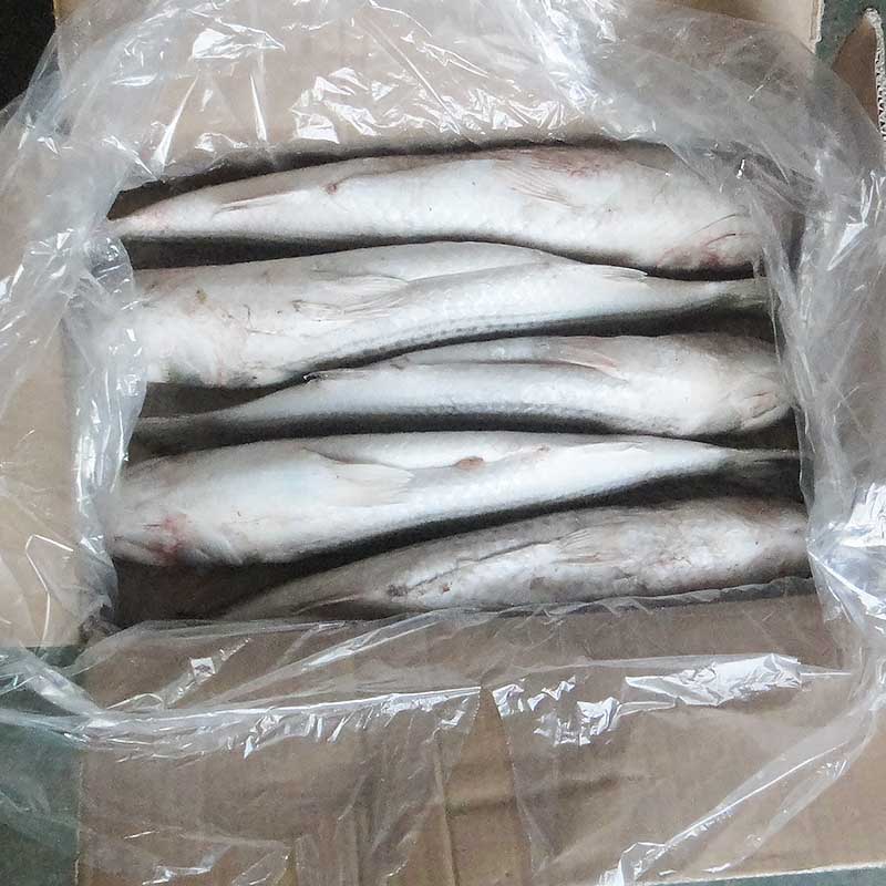 application-reliable frozen fish wholesale gutted Chinese for hotel-LongSheng-img