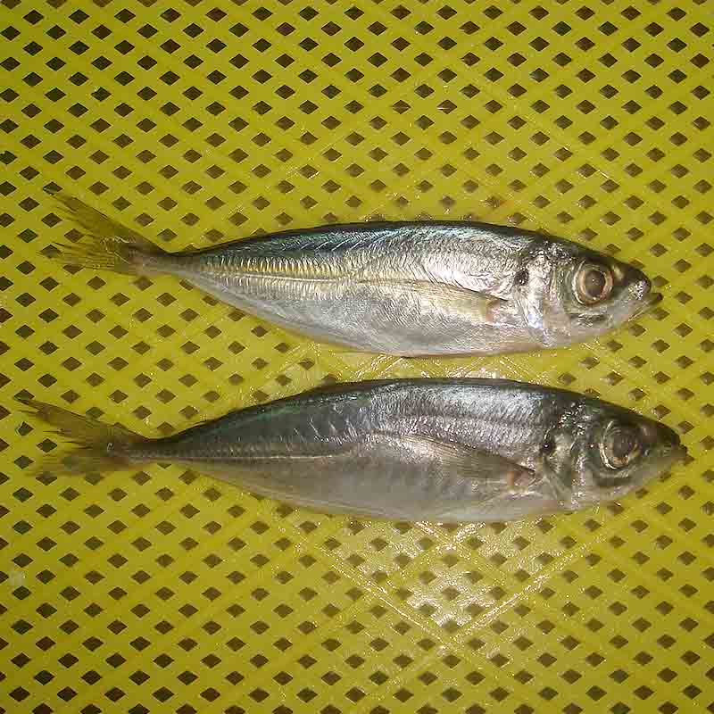 LongSheng whole frozen horsr mackerel wr manufacturers for restaurant-1