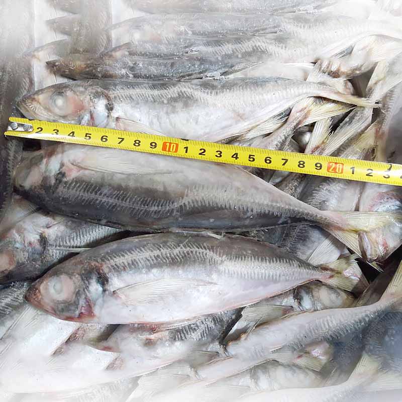 LongSheng mackerel frozen fish horse mackerel factory for cafe-2