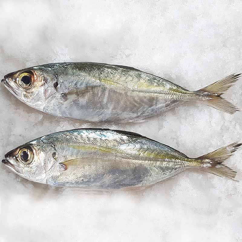 Horse mackerel frozen fish whole round (Trachurus Japonicus)