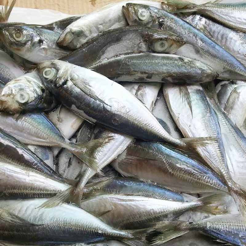 Horse mackerel frozen fish whole round Trachurus Japonicus-LongSheng-img