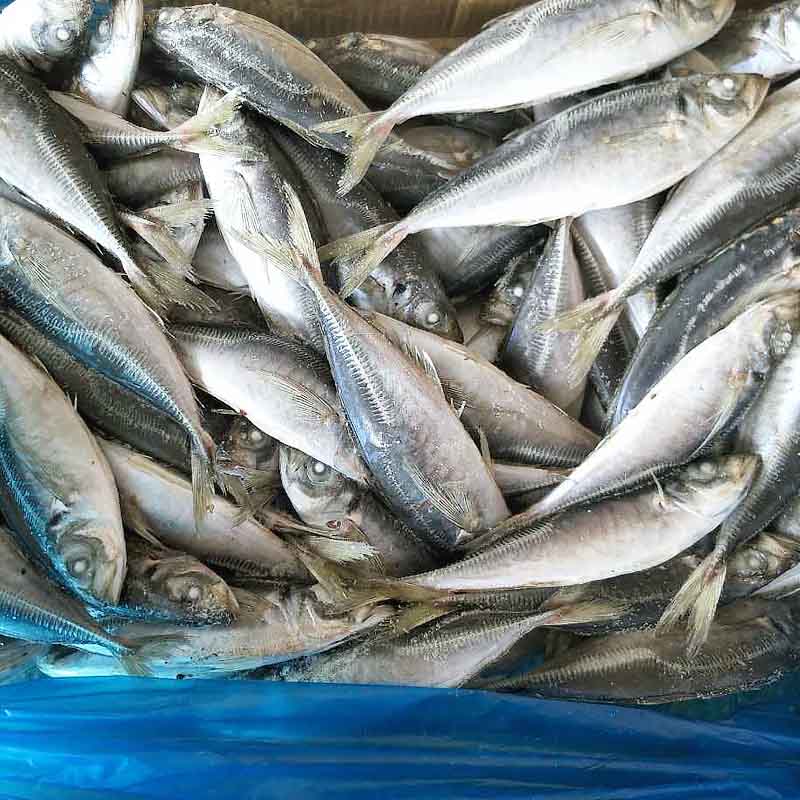 Horse mackerel frozen fish whole round Trachurus Japonicus-LongSheng-img