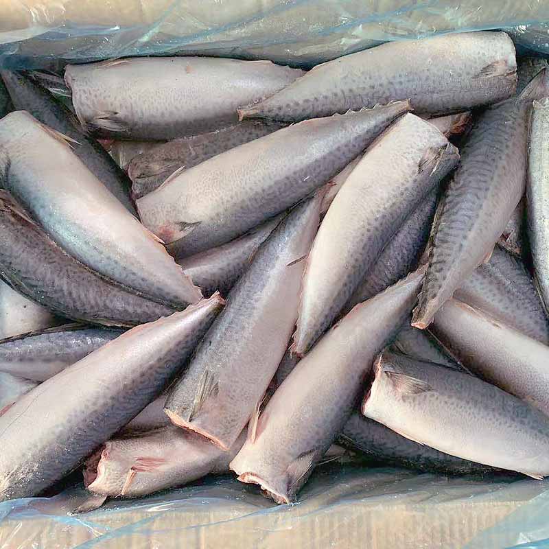 LongSheng hgt frozen mackerel fillets suppliers Suppliers for supermarket-2