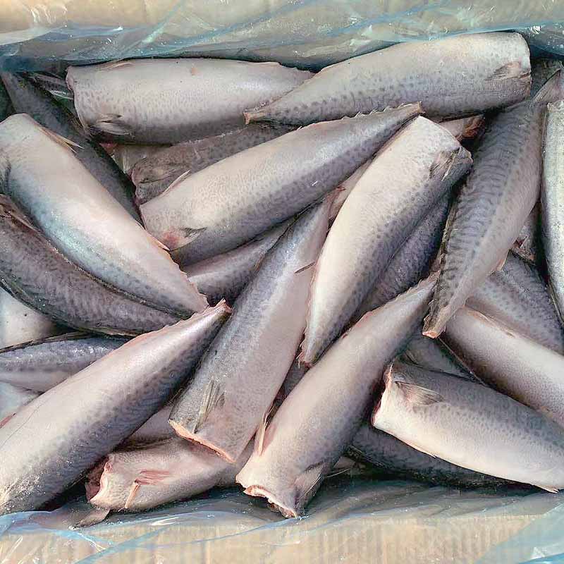 frozen mackerel suppliers mackerel for business-2