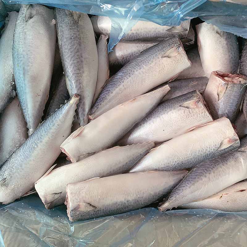 LongSheng good quality frozen mackerel fish for sale flaps for market-LongSheng-img