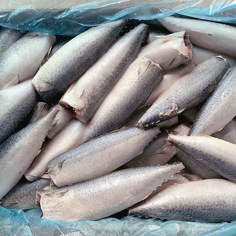 frozen Mackerel HGT