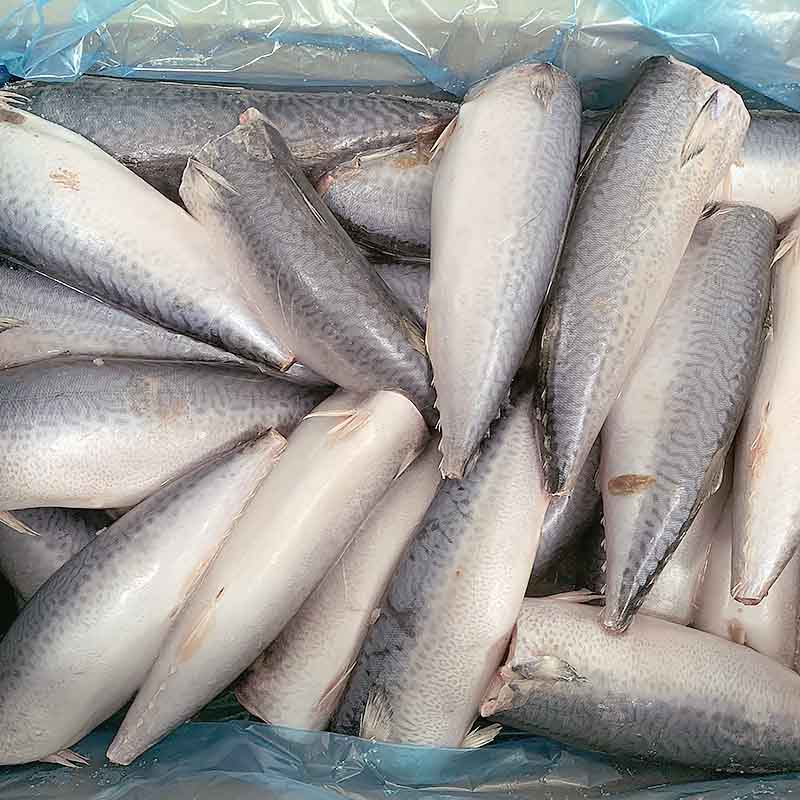 frozen Mackerel HGT