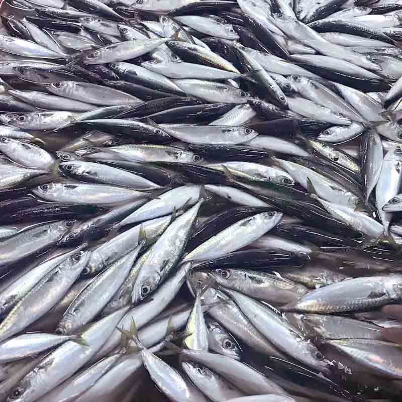application-LongSheng round frozen mackerel fillets food for supermarket-LongSheng-img