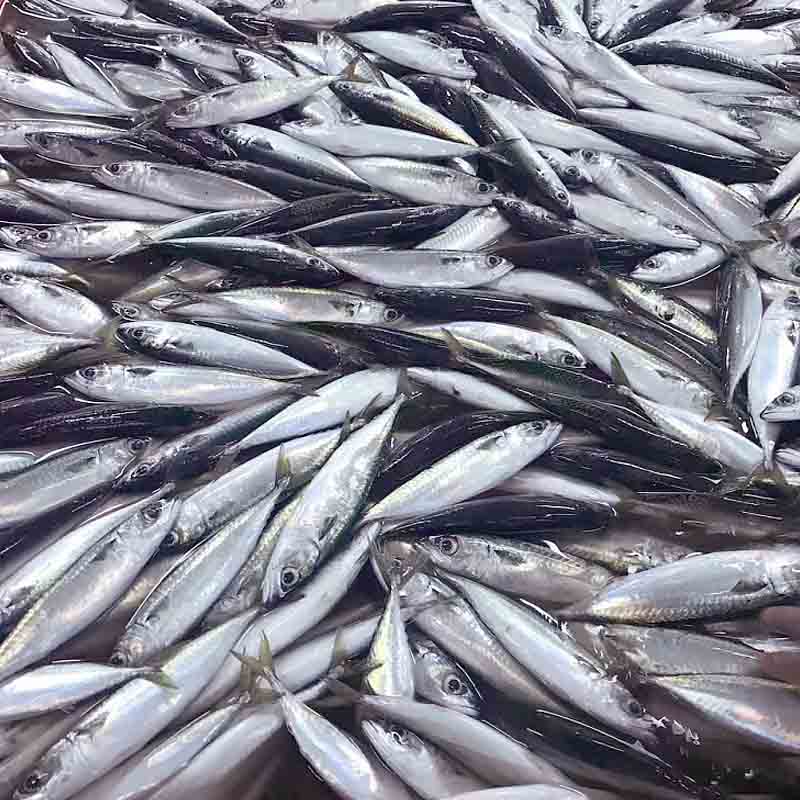 LongSheng Wholesale frozen mackerel fish factory-LongSheng-img