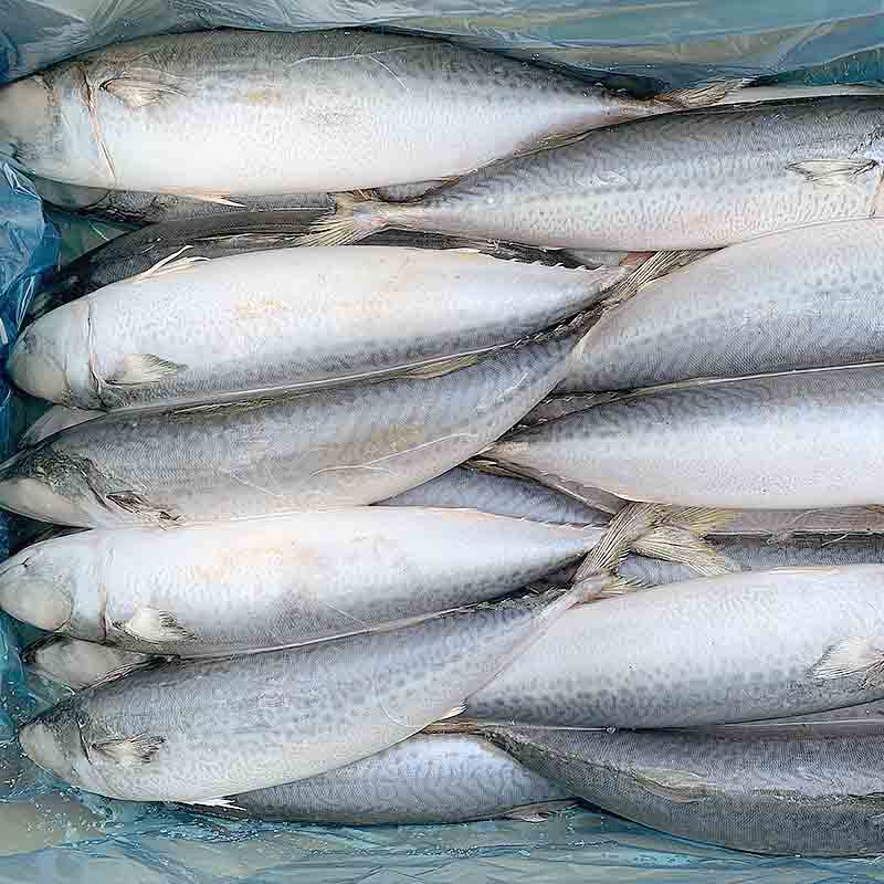 LongSheng hgt mackerel hgt Suppliers for supermarket-1