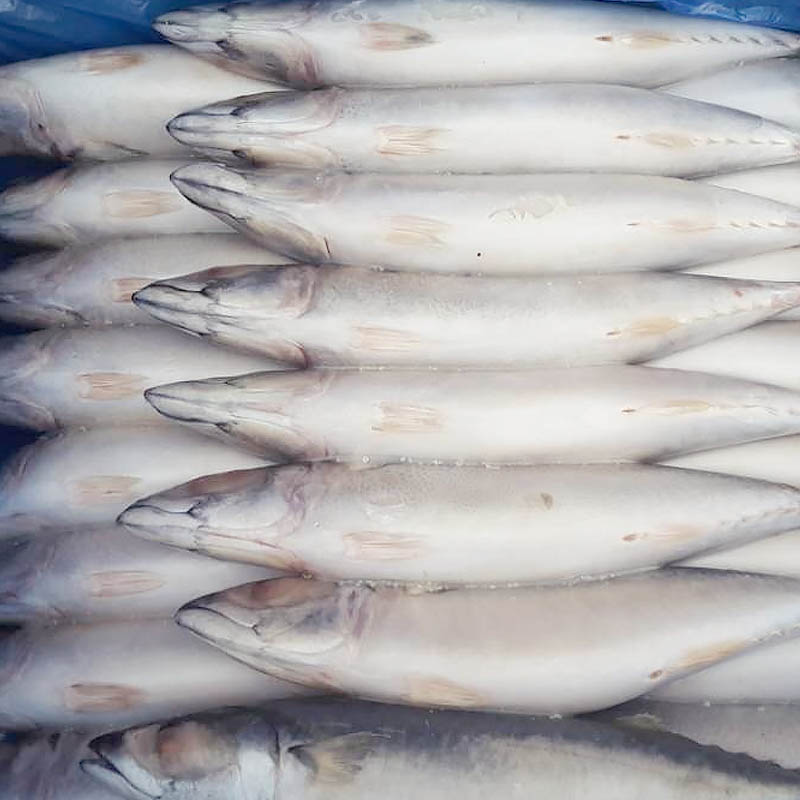 LongSheng Wholesale frozen mackerel fish factory-Frozen Fish Exporters-Wholesale Frozen Fish Supplie