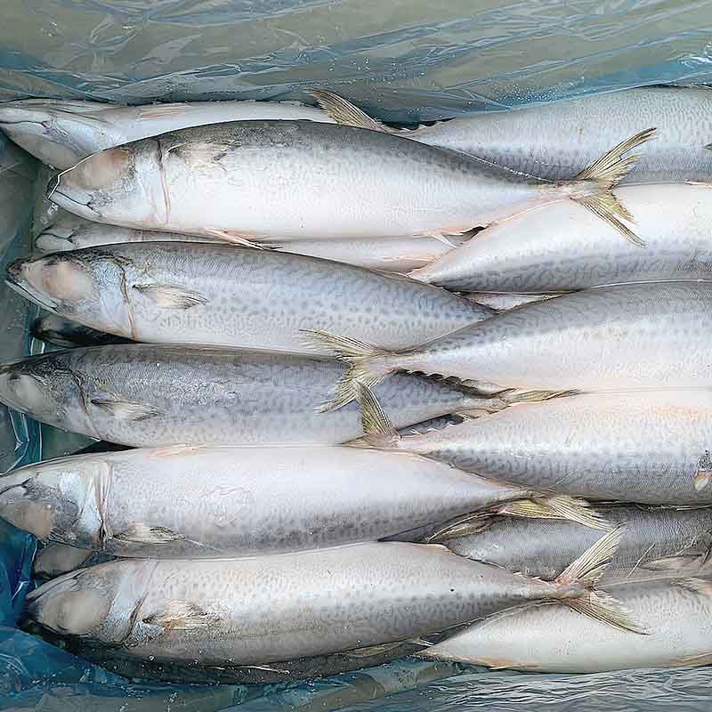 new landing mackerel frozen for business-2