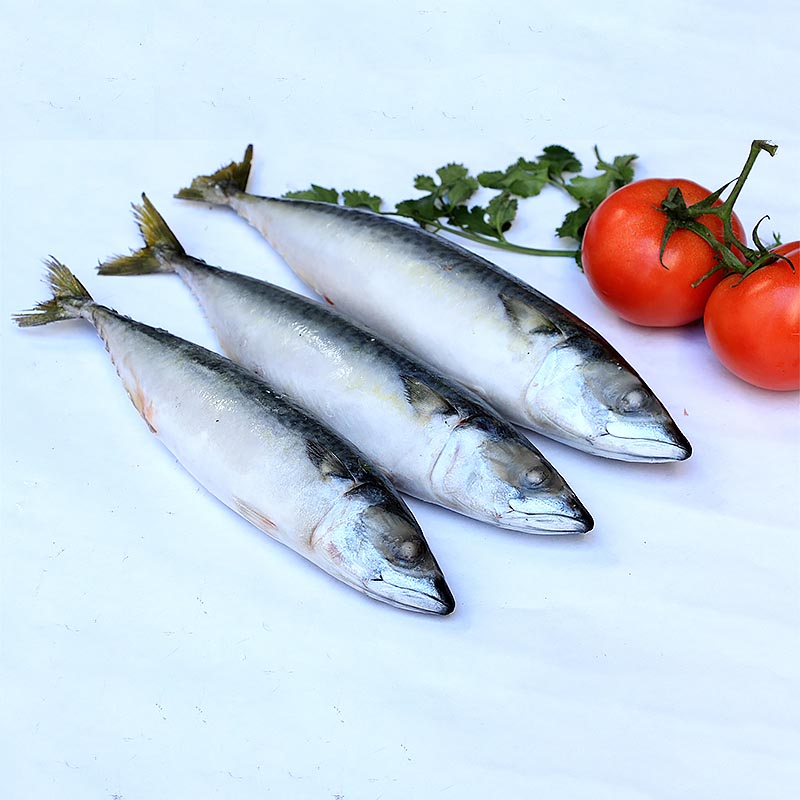 frozen Mackerel whole round