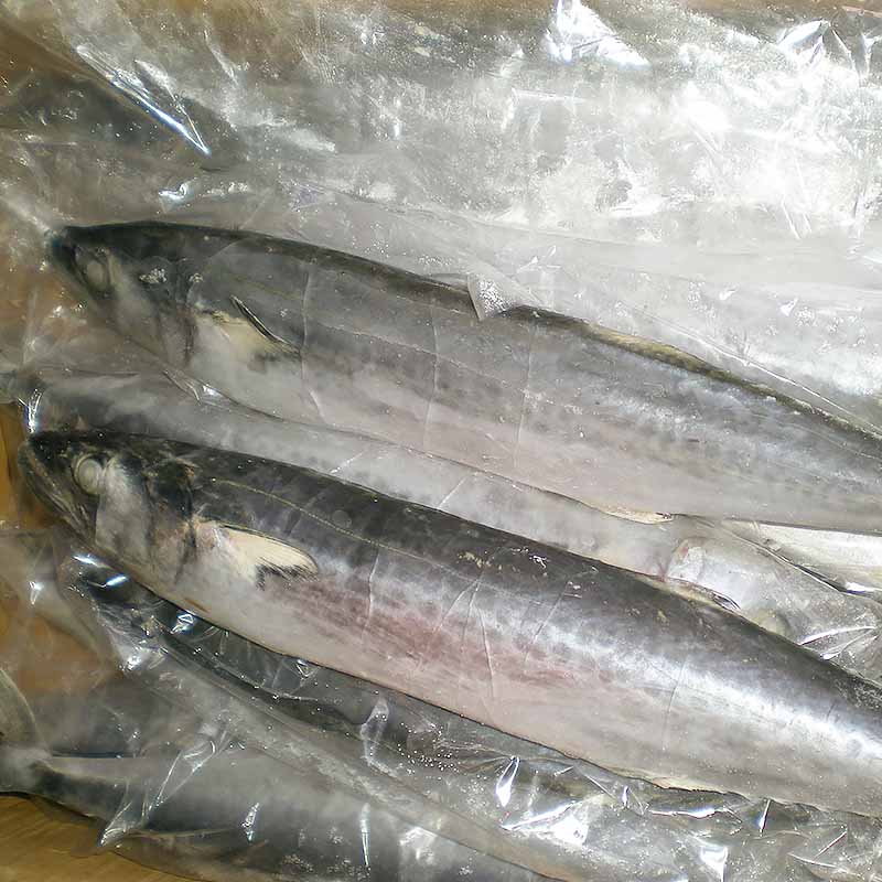 LongSheng whole frozen spanish mackerel fillets company for seafood market-1