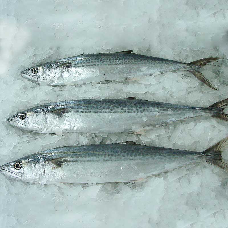 Spanish mackerel whole round&frozen spanish mackerel