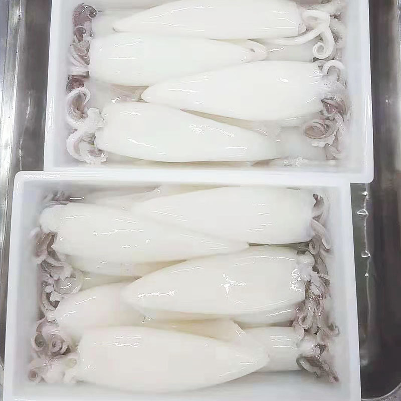 High-quality frozen whole round squid flowersquid Suppliers for restaurant-1