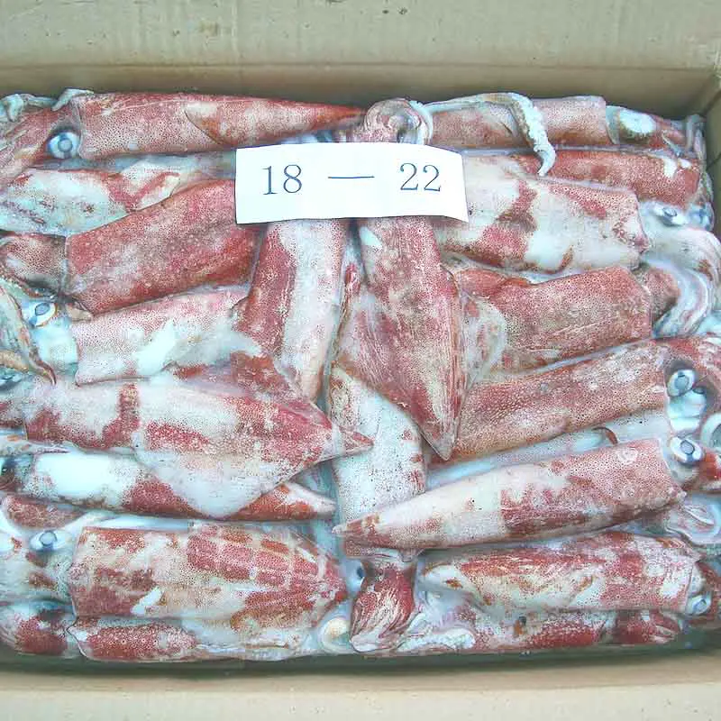 frozen Squid whole round  (  Chinese loligo)