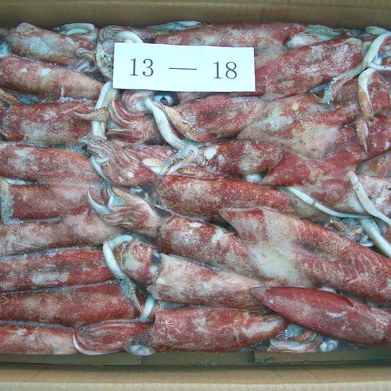 frozen Squid whole round  (  Chinese loligo)