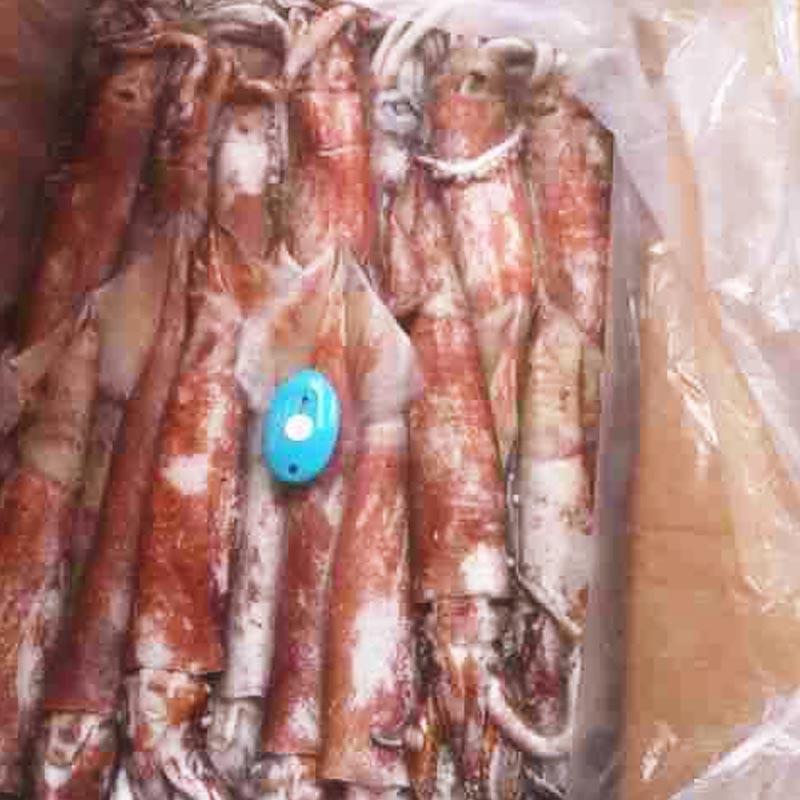 frozen Squid whole round  (  Chinese loligo)