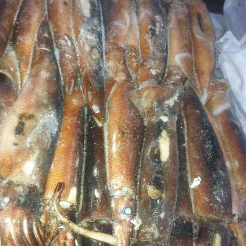 wholesale Squid whole round &cuttlefish frozen(  Illex argintinus)