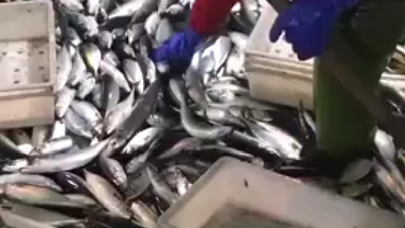 Video of wholesale frozen seafood