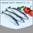 High-quality frozen mackerel hgt fishfrozen for market