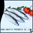 New mackerel for sale mackerel Suppliers for hotel