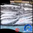 Frozen Pacific Saury(Cololabis Saira )