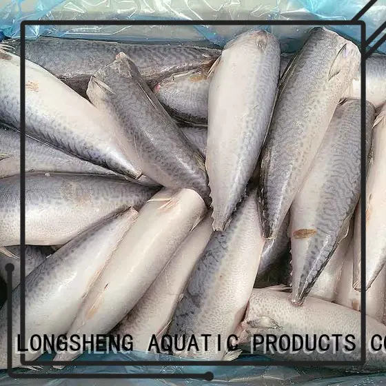 frozen mackerel fillet whole LongSheng