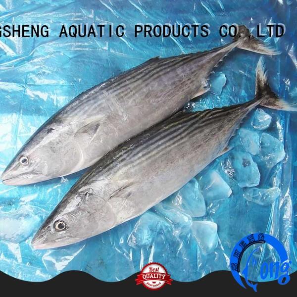 wholesale frozen Bonito tuna fish( Sarda Orientalis)