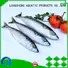 fish mackerel for sale for hotel LongSheng