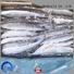 Wholesale fresh frozen fish saira Supply for restaurant