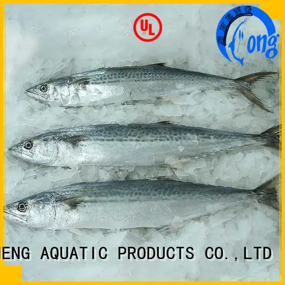 Top frozen spanish mackerel whole round whole Suppliers for seafood shop