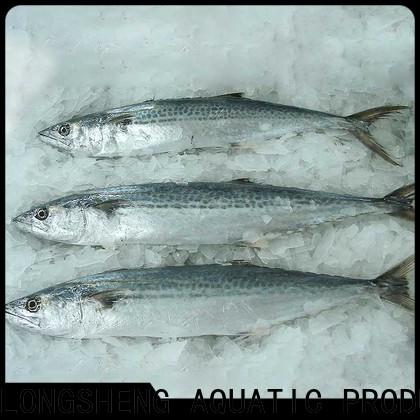 LongSheng bulk buy spanish mackerel fish price factory for supermarket