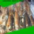 Wholesale squid frozen fish for business for hotel