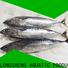 LongSheng bonito frozen bonito for sale for business for seafood shop