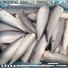 wholesale frozen mackerel fish price mackerel Suppliers for supermarket